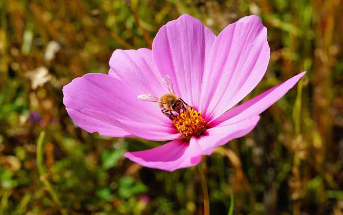 蜜蜂養殖成本和利潤 蜜蜂養殖成本和利潤