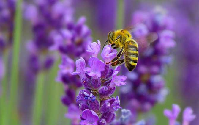 蜜蜂養殖成本和利潤 蜜蜂養殖成本和利潤