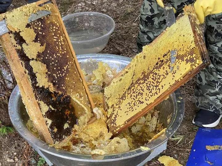 土法養蜂怎么割蜜而保留蜂群 土法養蜂怎么割蜜而保留蜂群